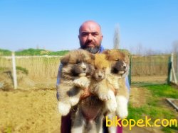 JAPON AKİTA İNU YAVRU 4