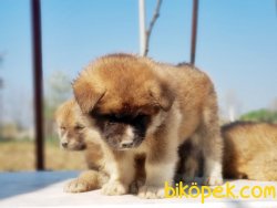 JAPON AKİTA İNU YAVRULAR 4