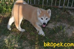 JAPON AKİTA İNU YAVRULAR 3