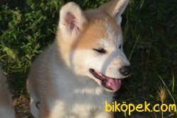 JAPON AKİTA İNU YAVRULAR 2
