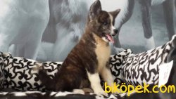JAPON AKITA INU YAVRULARI 4
