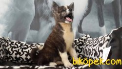JAPON AKITA INU YAVRULARI 1