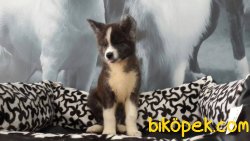 JAPON AKITA INU YAVRULARI 3