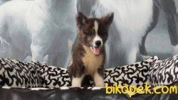 JAPON AKITA INU YAVRULARI 2