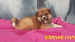 JAPON AKITA INU YAVRULARI 3