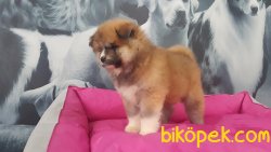 JAPON AKITA INU YAVRULARI 5