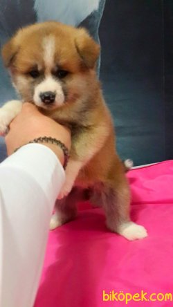 JAPON AKİTA INU YAVRULARI 2