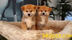 JAPON AKİTA INU YAVRULARI 1