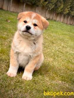 Japon Akita Inu Yavrulari İstanbul 4