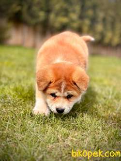 Japon Akita Inu Yavrulari İstanbul 2