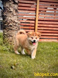 Japon Akita Inu Yavrulari İstanbul