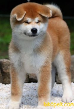 Japon Akita İnu YAVRULARI SATILIK 2