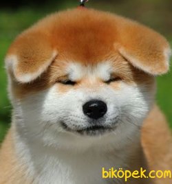 Japon Akita İnu YAVRULARI SATILIK 5
