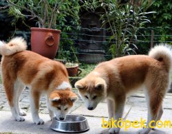 Japon Akita İnu YAVRULARI SATILIK 4