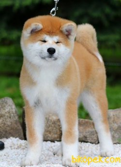 Japon Akita İnu YAVRULARI SATILIK 3