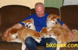 Japon Akita İnu YAVRULARI SATILIK 1