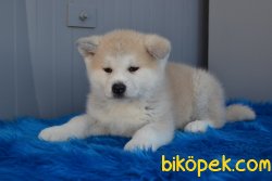 JAPON AKİTA İNU YAVRULARIMIZ 2