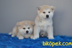 JAPON AKİTA İNU YAVRULARIMIZ 3