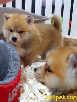Japon Akita İnu Yavrularimiz 5