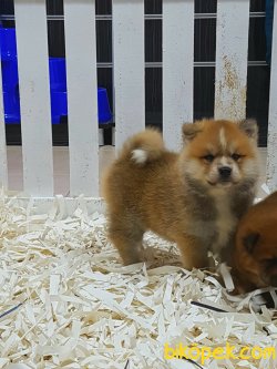 Japon Akita İnu Yavrularimiz 1