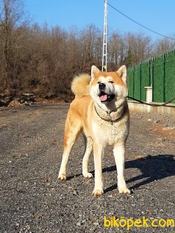 Japon Akita İnu Yavrularimiz 4