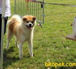 Japon Akita İnu Yavrularimiz 2