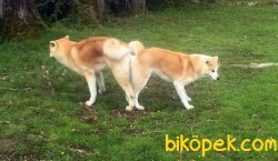 Japon Akita İnu Yavrularimiz 5