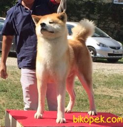 Japon Akita İnu Yavrularimiz 3
