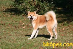 Japon Akita İnu Yavrularimiz 1