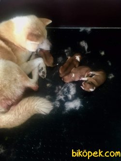 Japon Akita İnu Yavrularimiz 4