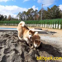 A KALİTE Japon Akita İnu Yavrularimiz 1