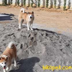 A KALİTE Japon Akita İnu Yavrularimiz 2