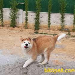 A KALİTE Japon Akita İnu Yavrularimiz 3