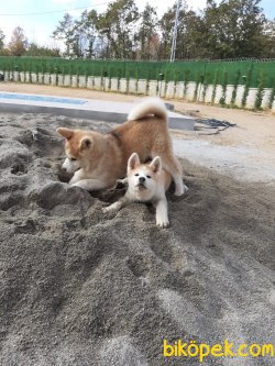 Japon Akita İnu Yavrularimiz ( Hachiko ) 4