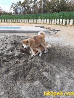 Japon Akita İnu Yavrularimiz ( Hachiko ) 2