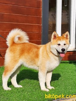 Japon Akita İnu Yavrularimiz ( Hachiko ) 1