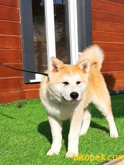 Japon Akita İnu Yavrularimiz ( Hachiko ) 4