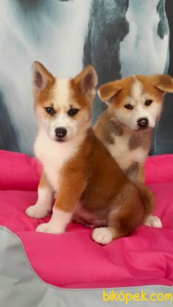 Japon Akita İnu Yavrularimiz ( Hachiko ) 4