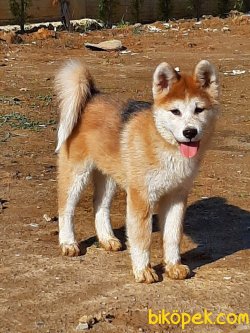 Japon Akita İnu Yavrularimiz ( Hachiko ) 5