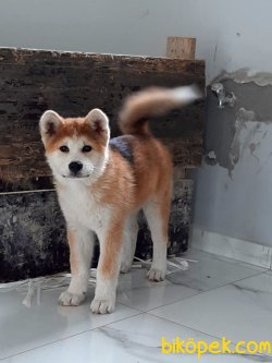 Japon Akita İnu Yavrularimiz ( Hachiko ) 2
