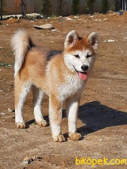 Japon Akita İnu Yavrularimiz ( Hachiko ) 4