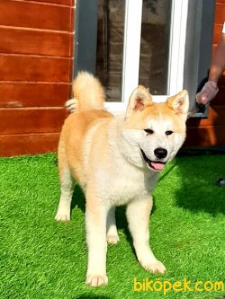 Japon Akita İnu Yavrularimiz ( Hachiko ) 2