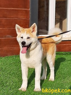 Japon Akita İnu Yavrularimiz ( Hachiko ) 4