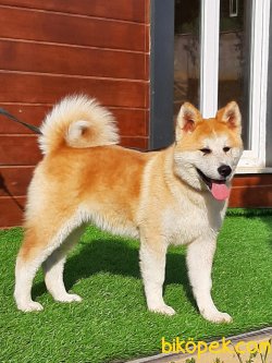 Japon Akita İnu Yavrularimiz ( Hachiko ) 1