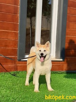 Japon Akita İnu Yavrularimiz ( Hachiko ) 3