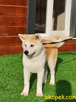 Japon Akita İnu Yavrularimiz ( Hachiko ) 2
