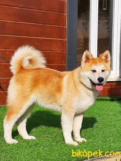 Japon Akita İnu Yavrularimiz ( Hachiko ) 5