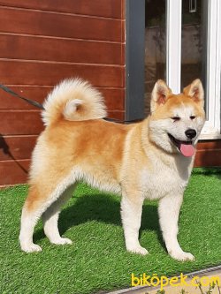 Japon Akita İnu Yavrularimiz ( Hachiko ) 3