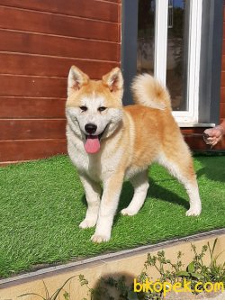 Japon Akita İnu Yavrularimiz ( Hachiko ) 4