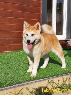 Japon Akita İnu Yavrularimiz ( Hachiko ) 1